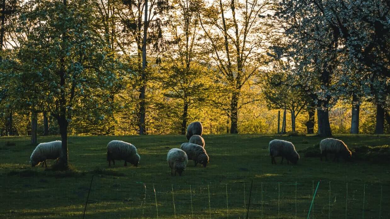 Eine kleine Gruppe Schafe grast auf einer saftigen Wiese bei Sonnenuntergang