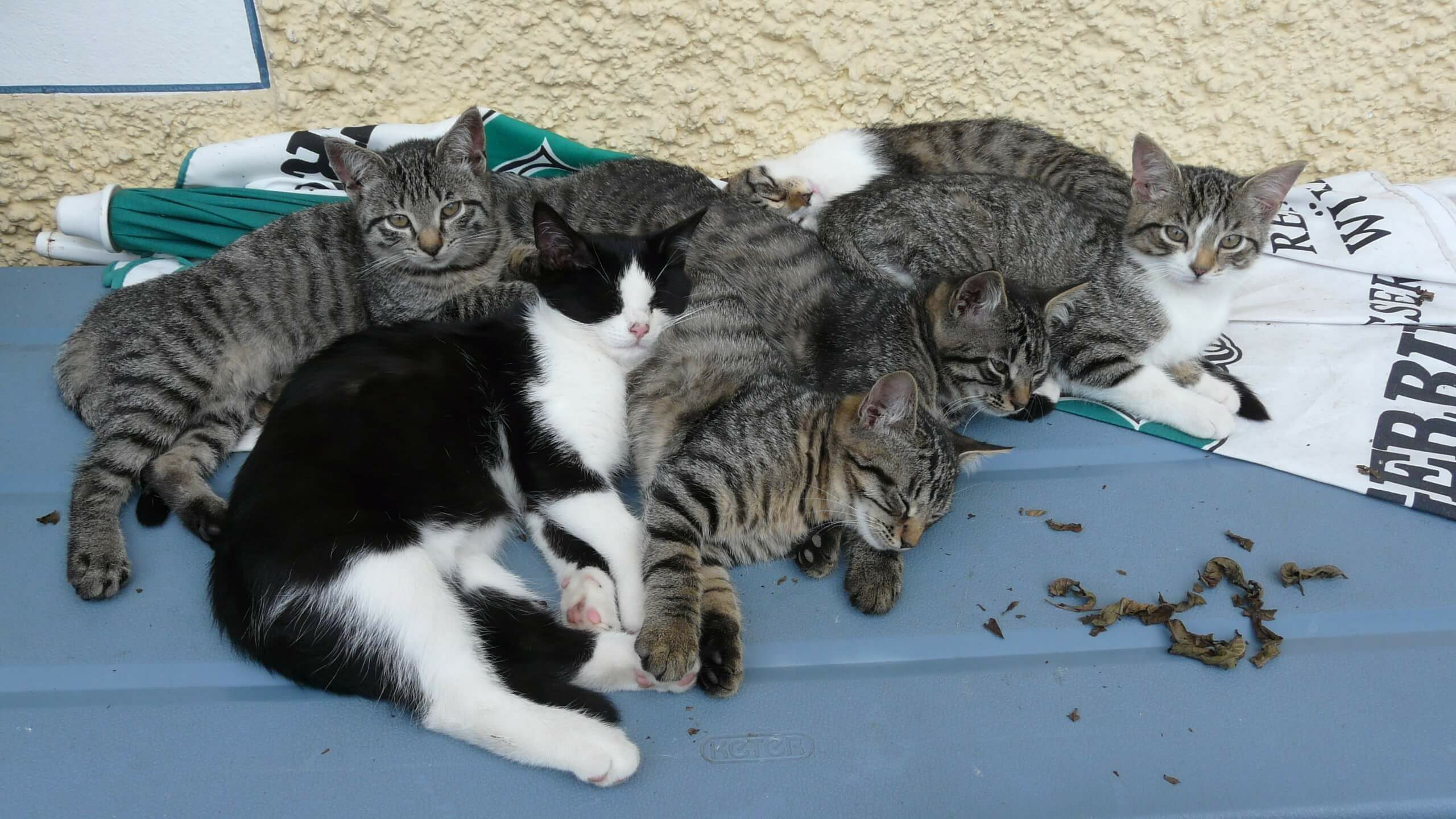 Eine Gruppe kleiner Katzen liegt schlafend auf einem Haufen