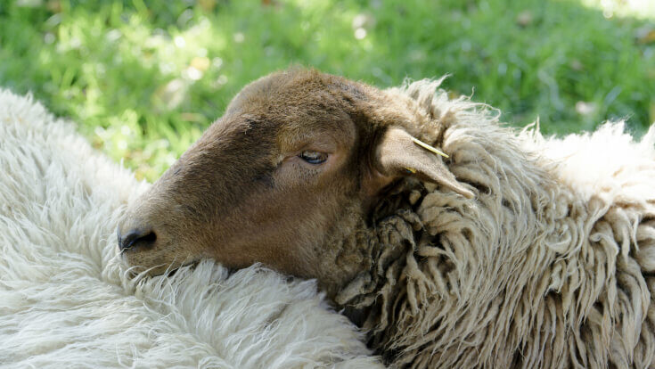 Ein flauschiges Schaf, das den Kopf auf ein anderes Schaf gelegt hat