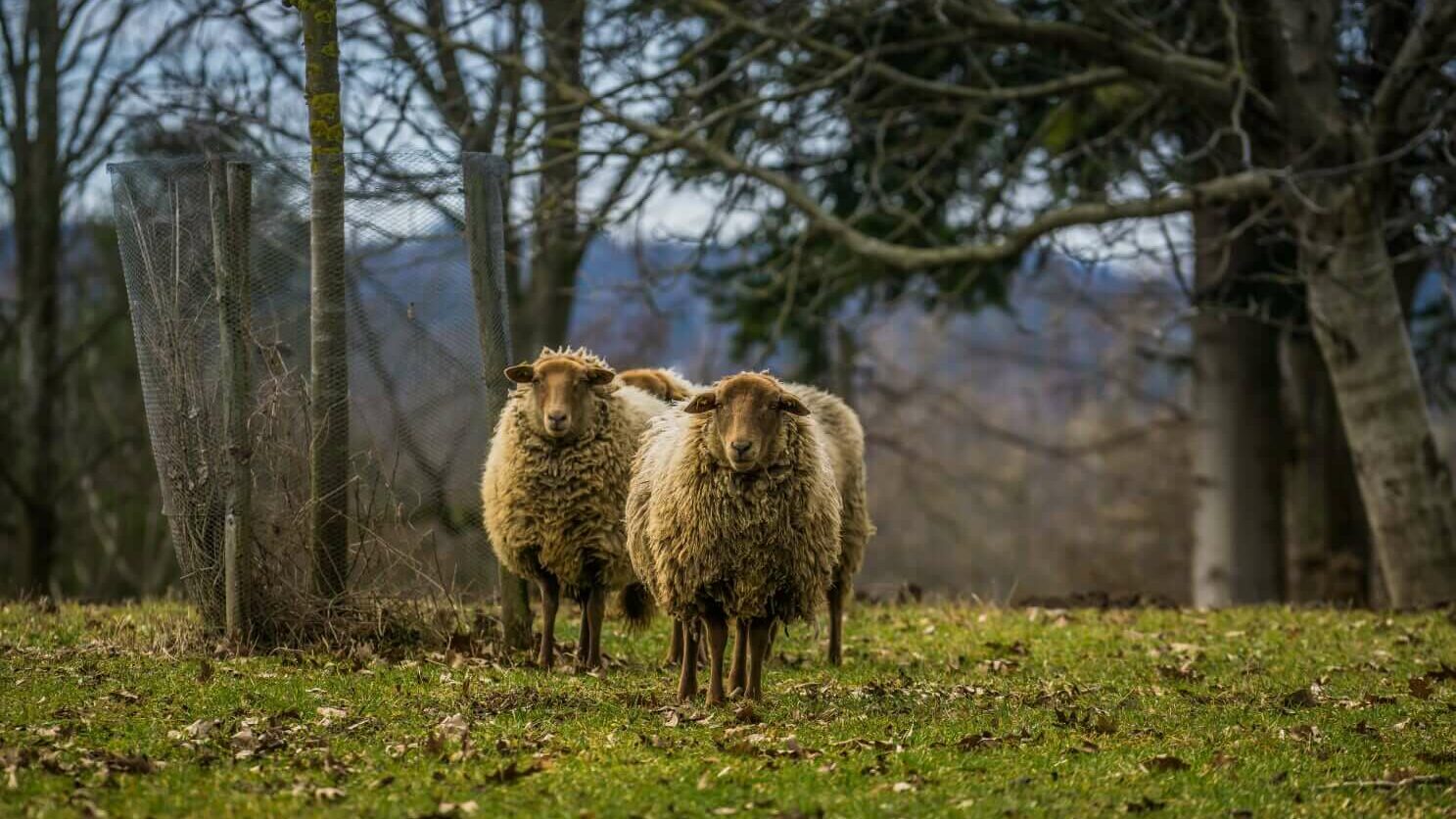 Eine kleine Gruppe Schafe steht auf einer Wiese