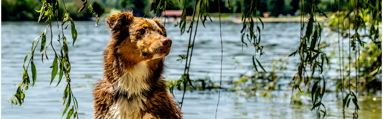 Ein flauschiger, etwas nasser Hund sitzt auf einem Stein vor dem See