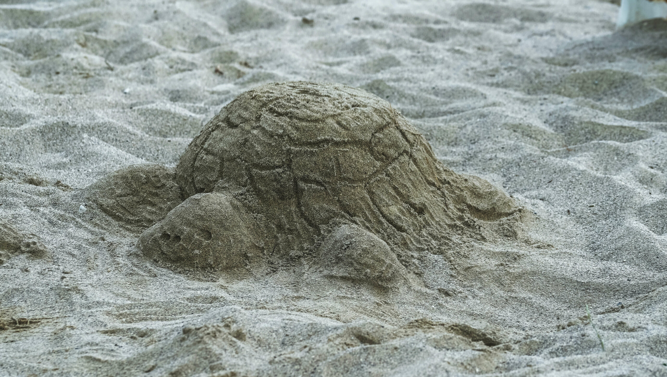 Eine aus Sand geformte Schildkröte
